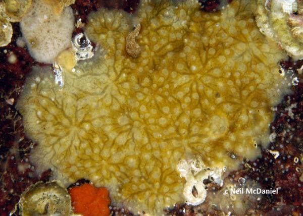 Photo of Stylotella columella by <a href="http://www.seastarsofthepacificnorthwest.info/">Neil McDaniel</a>